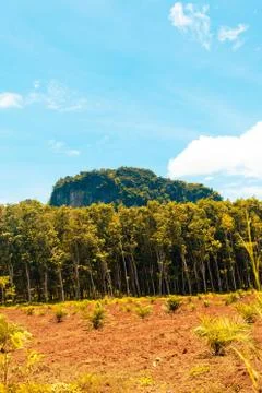 A vertical shot of trees with a forested mountain in the distance under a blu Stock Photos
