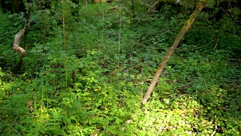 Vertical shot of trees with green grass in the forest 스톡 동영상 132345721