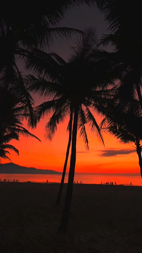 Vertical shot of Tropical Beach at Sunset with Palm Tree Silhouette and Stock Footage 343042718