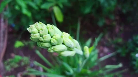 Vertical shot of Tuberose flower buds Stock Footage 283219473