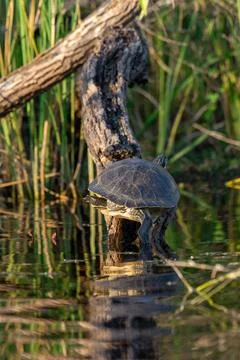 Vertical shot of a turtle on a tree log in a river Stock Photos