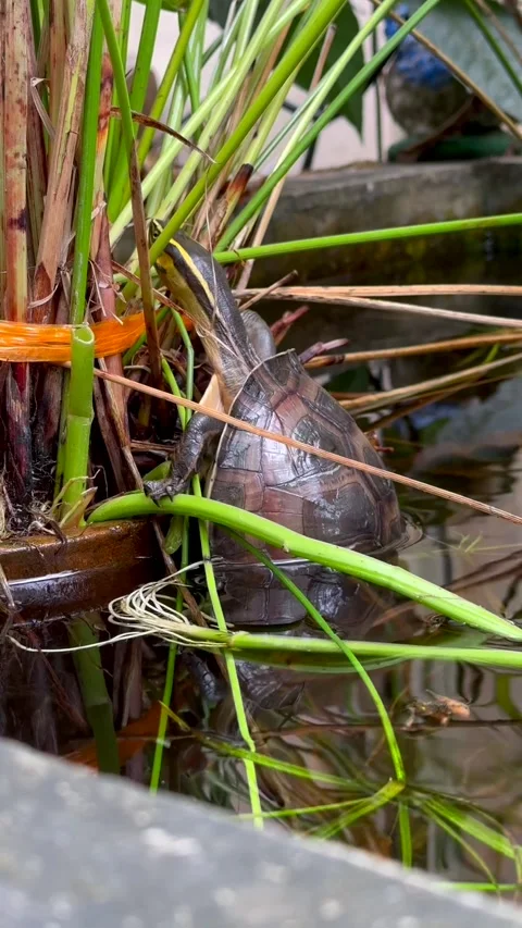 Vertical shot of turtle trying to climb up at the pond Stock Footage 288084670