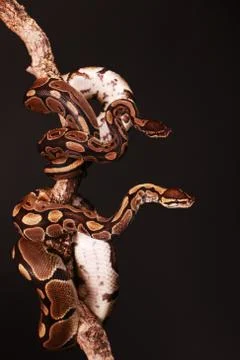 Vertical shot of two beautiful pythons entwined on a dark background Stock Photos