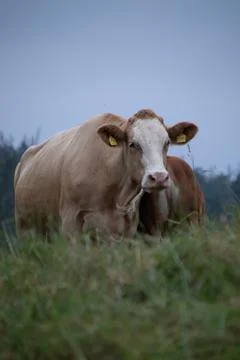 Vertical shot of two brown cows in a field Stock Photos
