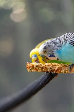 Vertical shot of two budgerigar parrots (Melopsittacus undulatus) eating seeds, 스톡 사진