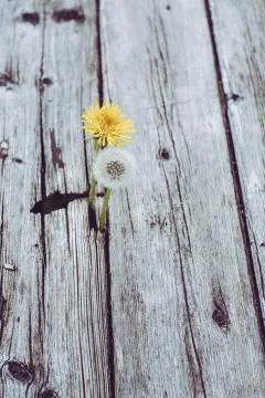 A vertical shot of two dandelions one in a flower stage the other in a seed s Fotos de archivo