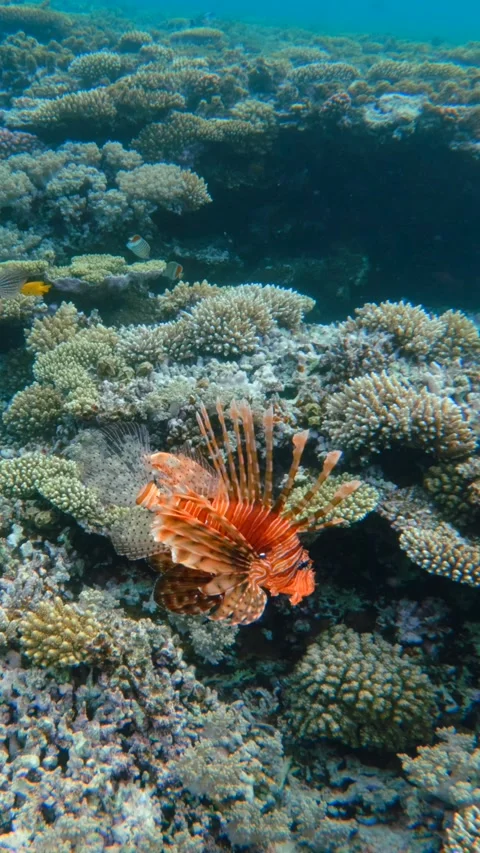 Vertical shot of two red lionfish hunting on coral reef Video stock 336233458