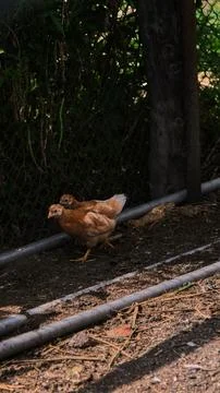 Vertical shot of two small red chickens walking on the ground near a metal chain Stock Photos