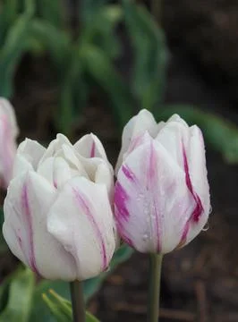 Vertical shot, two white tulips with pink stripes,bokeh background Stock Photos