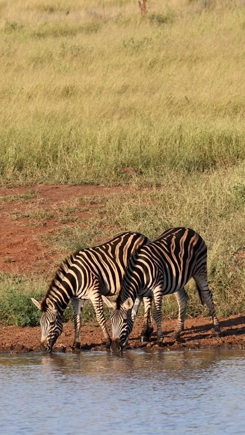 Vertical shot of Two zebra drinking water at waterhole in African bush, Kruger Stock Footage 309940590