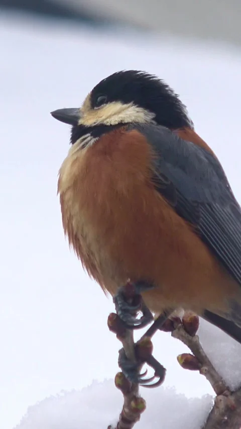 Vertical Shot of Varied Tit Bird Looking Around on Snowy Branch and Flying Away. Stock Footage 343698782