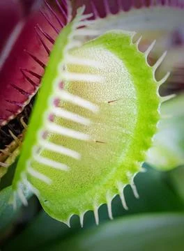 Vertical shot of the Venus flytrap in the forest against a blurred background Foto stock