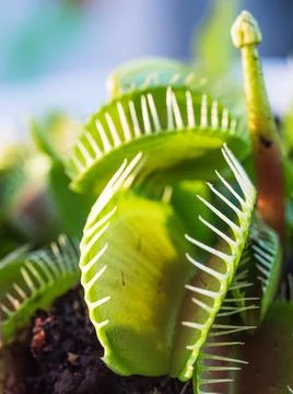 Vertical shot of the Venus flytrap in the forest against a blurred background Stockfoto's