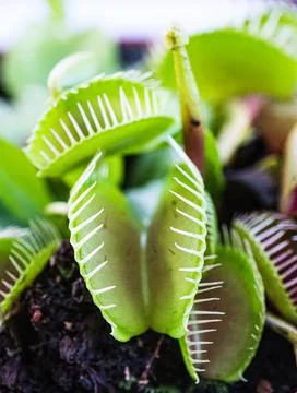 Vertical shot of the Venus flytrap in the forest against a blurred background 库存照片