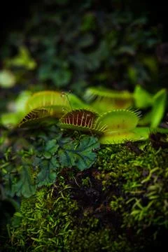Vertical shot of a Venus flytrap plant outdoors 库存照片