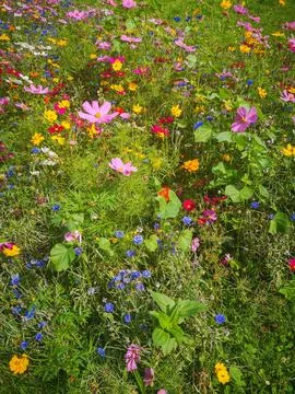 Vertical shot of a vibrant array of blooming wildflowers on a field Stock Photos