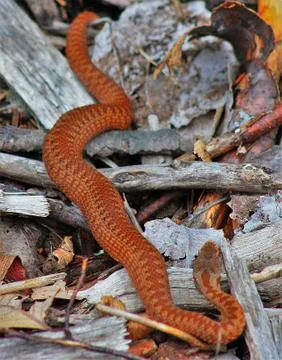 Vertical shot of a viper snake slithering over pieces of wood Stockfoto's