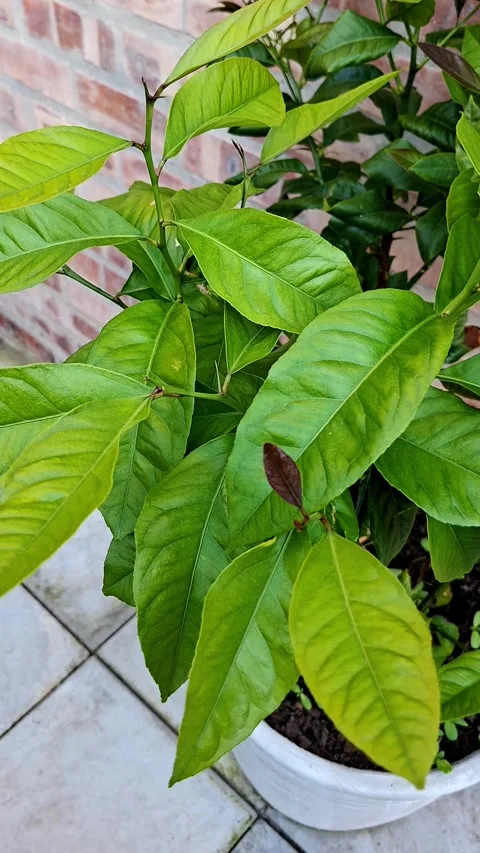 Vertical shot of vivid green lemon leaves Stock Footage 344236960