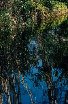 Vertical shot of the water surface with the reflection of the trees on a sunny d Stock Photos