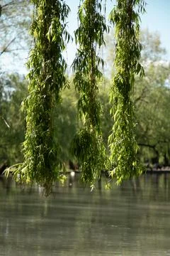 Vertical shot of  Weeping willow tree branch with green leaves under water .. Stock Photos