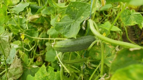 A vertical shot in which a large cucumber grows in the center Close-up. Stock Footage 264581753