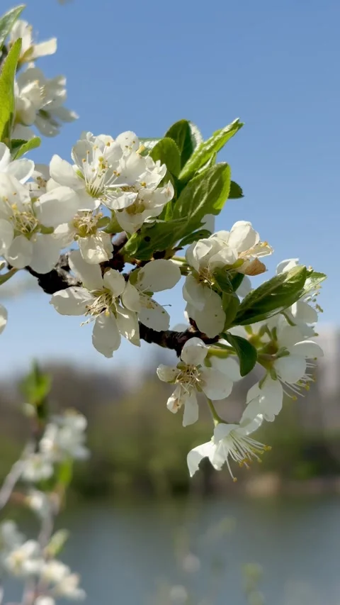 Vertical shot of a white cherry blossom branch Stock Footage 339334892