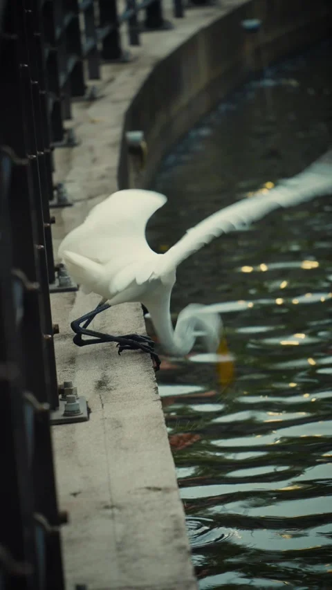 Vertical shot of white egret hunting in water from concrete edge Stock Footage 346568006