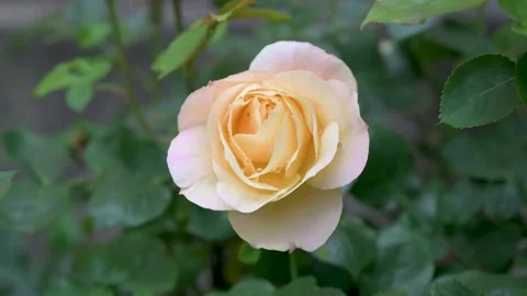 A vertical shot of a white garden rose surrounded by greenery under the sun Stock Footage 133241680
