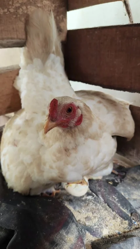Vertical Shot Of White Hen Active Vocalization Brooding Inside Coop Vidéo 342163792