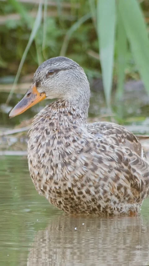 Vertical shot of a wild brown duck preening and washing in a natural lake en Stock Footage 343064176
