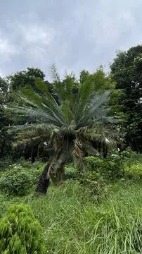 Vertical Shot of Wild Cycad Tree in Grassy Meadow Stock Photos