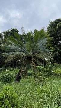Vertical Shot of Wild Cycad Tree in Grassy Field Stock Photos