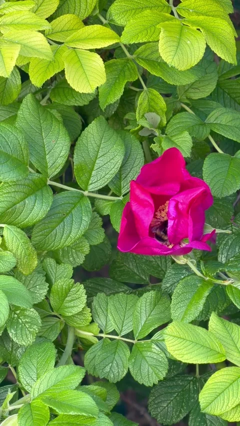 Vertical Shot of Wild Rose Flower with Bumblebee Video stock 340028886