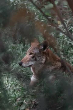Vertical shot of a wild wolf looking for trouble in the middle of the forest Stock Photos