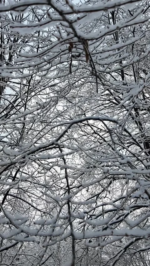 Vertical Shot Of Winter Forest Moving Away From Snowy Trees Stock Footage 329559405