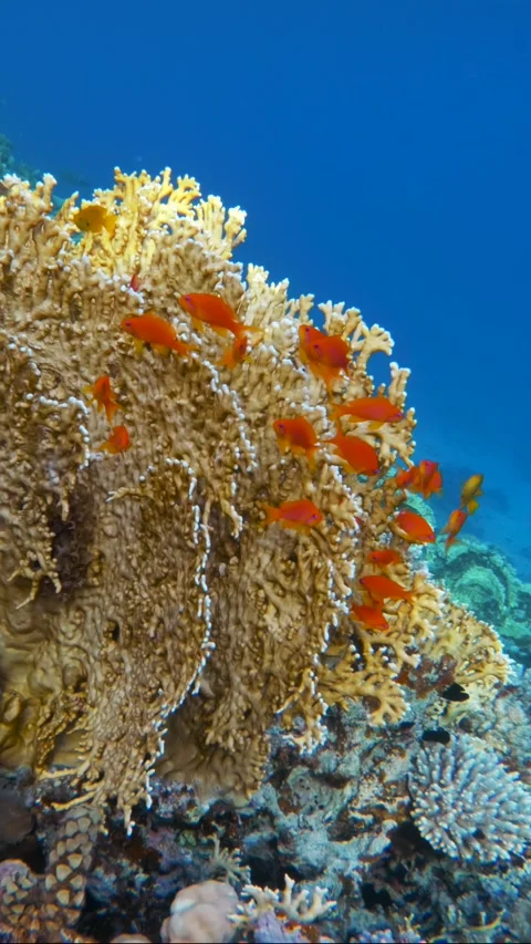 Vertical shot of Yellow fire coral with small red reef fish in Red Sea 動画素材 340741766