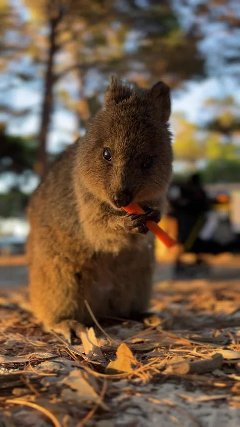 Vertical shots of animal quokka eats Stock Footage 304893763