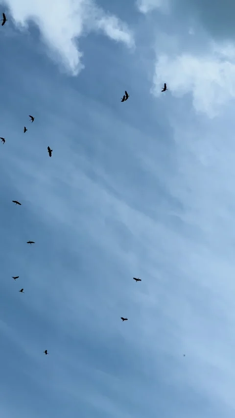 Vertical shots of flock of storks or cranes flying against blue sky with light Stock Footage 312163288