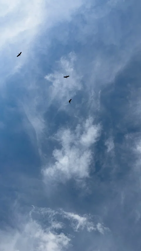 Vertical shots of three storks flying high in the blue sky. Birds, ornithology. Stock Footage 276235762