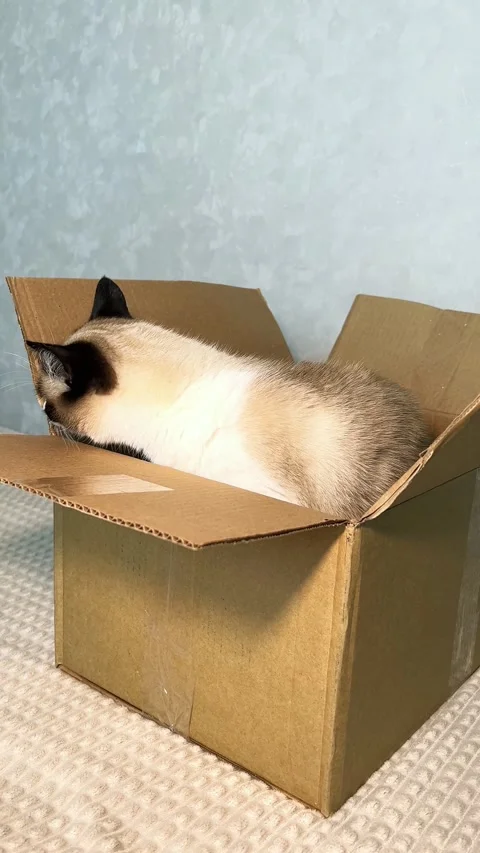 Vertical. Siamese cat discovers new cardboard box arrived at home. New smell. Stock Footage 319471060