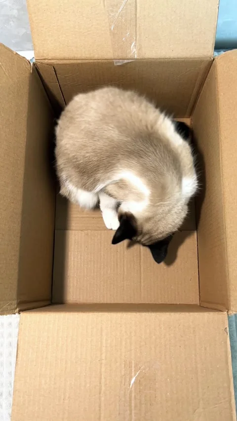 Vertical. Siamese Cat playfully hides in cardboard container Stock Footage 317696266