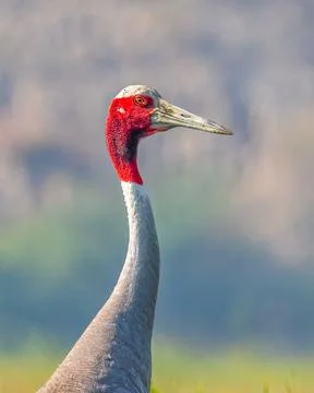 Vertical side portrait of Sarus crane with gray and red feathers Stock Photos