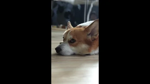 Vertical side profile of Corgi resting on floor Stock Footage 301919604