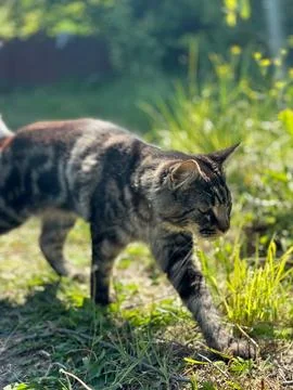 Vertical side profile of a focused ratter pacing through weeds for mobility.. Stock Photos