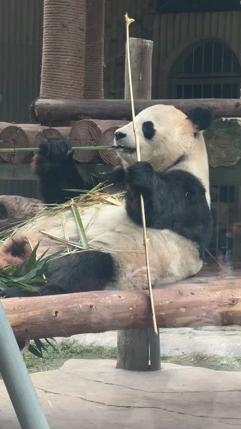 Vertical Side-Profile Medium Shot of Giant Panda Sitting and Eating Bamboo Stock Footage 345647502