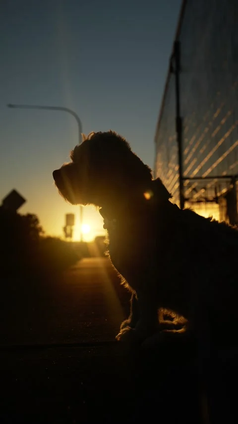 Vertical Side profile sitting silhouette dog at sunset inner city 6K Stock Footage 310589075