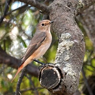 Vertical side profile view of female redstart bird looking up from tree perch Stock Photos