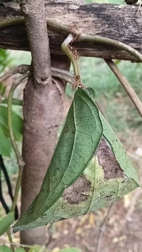 Vertical Side View Of Asian Weaver Ant Leaf Nest Macro Video Stock Footage 340201489