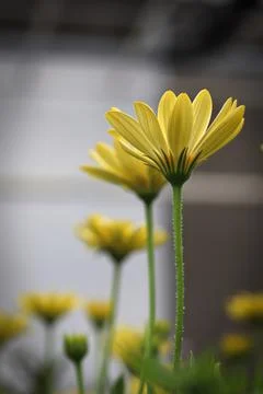 Vertical of a side view of multiple osteospermums Stock Photos
