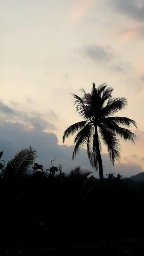 Vertical silhouette of coconut trees swaying at sunset Stock Footage 322909763